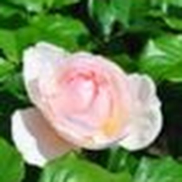 Meet your Posher, Alexis - Picture 1 of 1